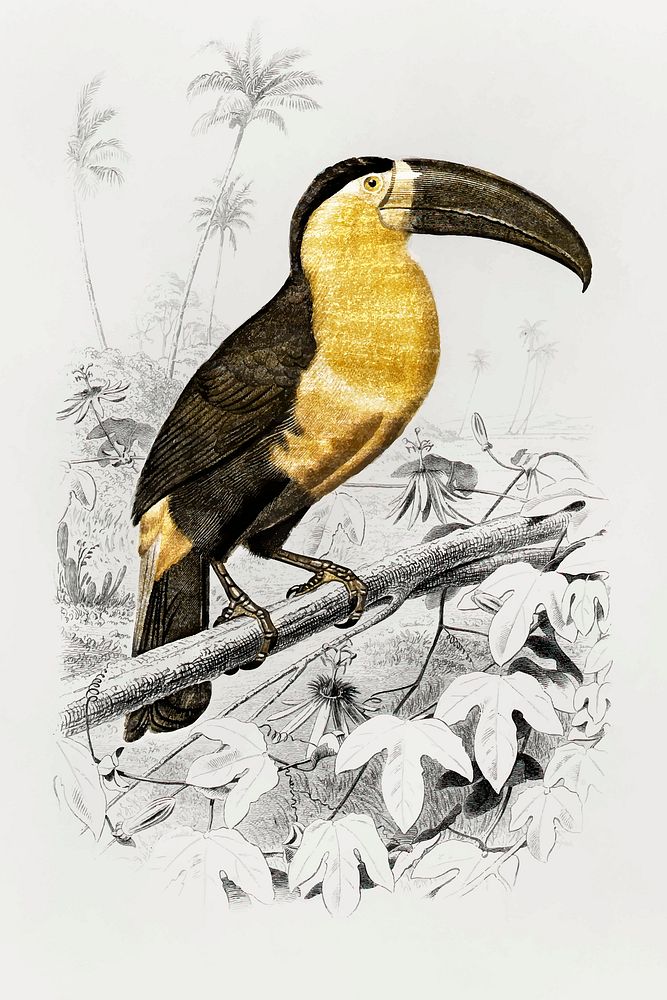 Golden Toucan (Ramphastos) vintage vector, remix from original artwork.