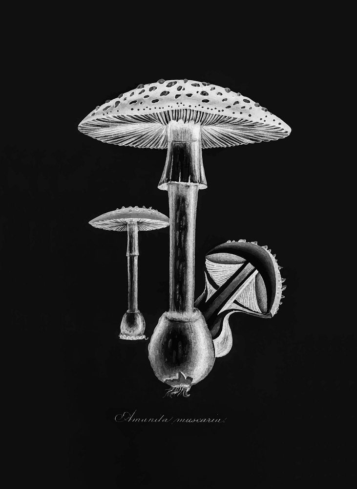 Fly agaric mushroom vintage wall art print poster design remix from original artwork.