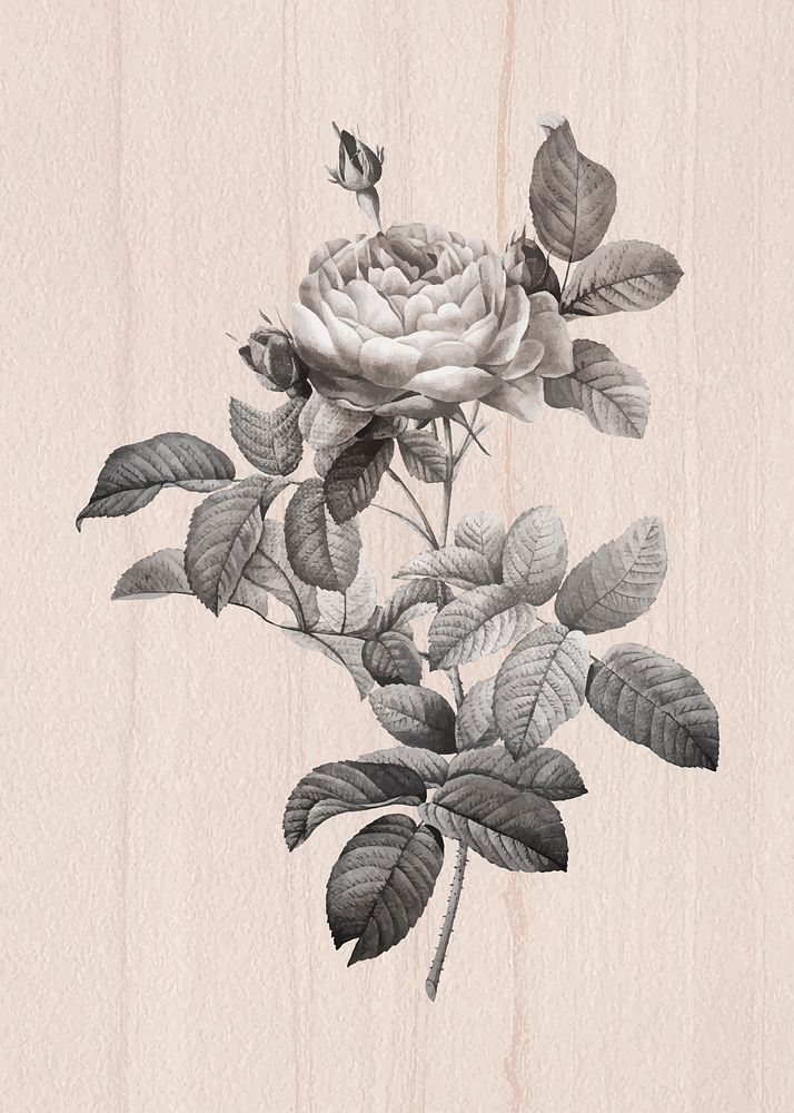 Gray rose vintage wall art print poster design remix from original artwork by Pierre-Joseph Redout&eacute;.