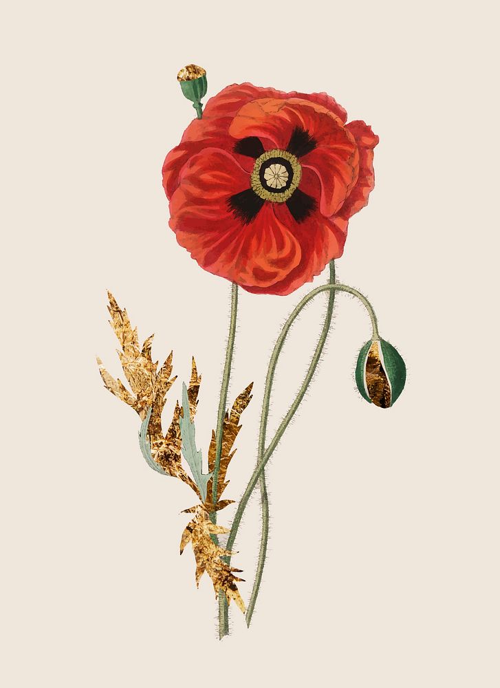 Common poppy vintage illustration vector, remix from original artwork.