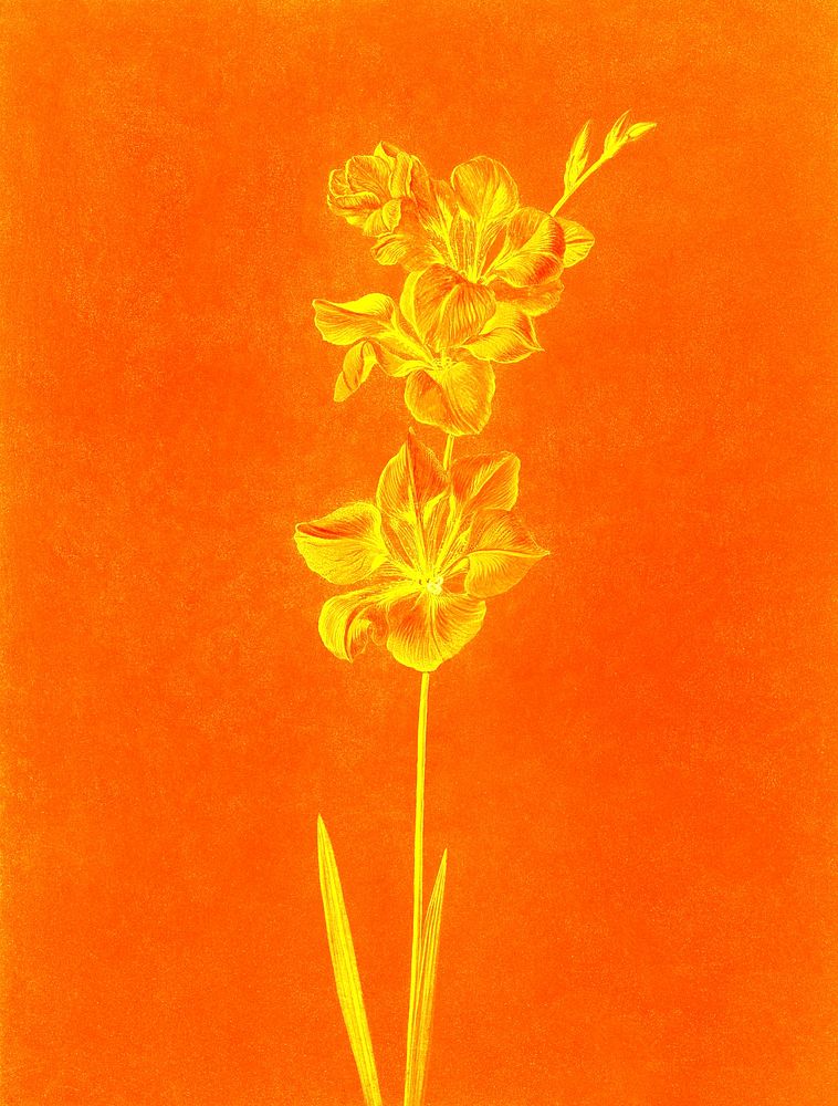 Lily vintage illustration, remix from original artwork.