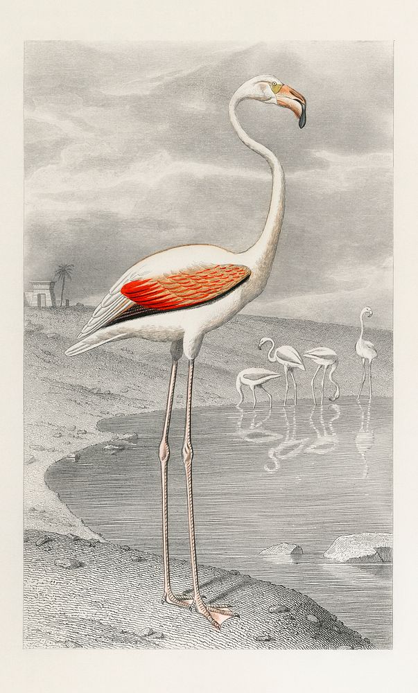 White flamingo in its natural habitat vintage illustration, remix from original artwork.