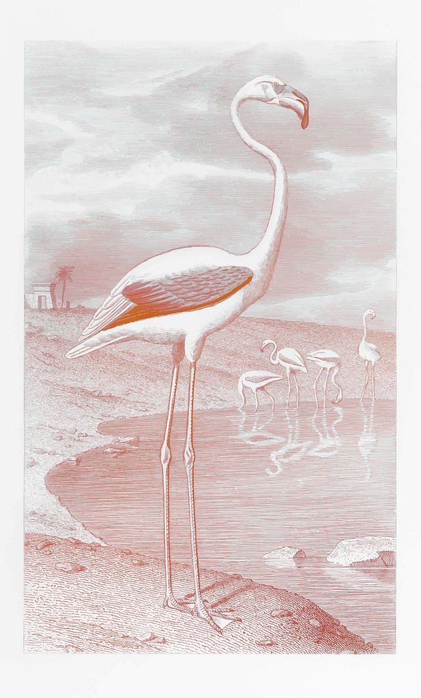 White flamingo in its natural habitat vintage illustration vector, remix from original artwork.