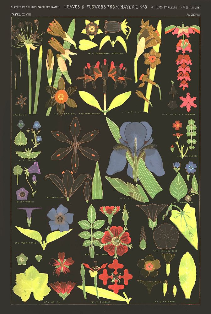 Set of leaves and flowers vintage illustration vector, remix from original artwork of Owen Jones.
