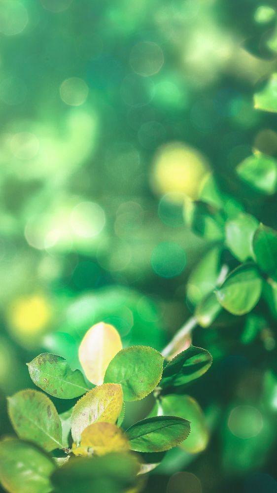 Green leaves background with design space