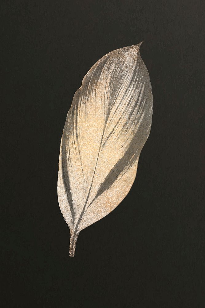 Golden dracaena recina leaf vector botanical design element