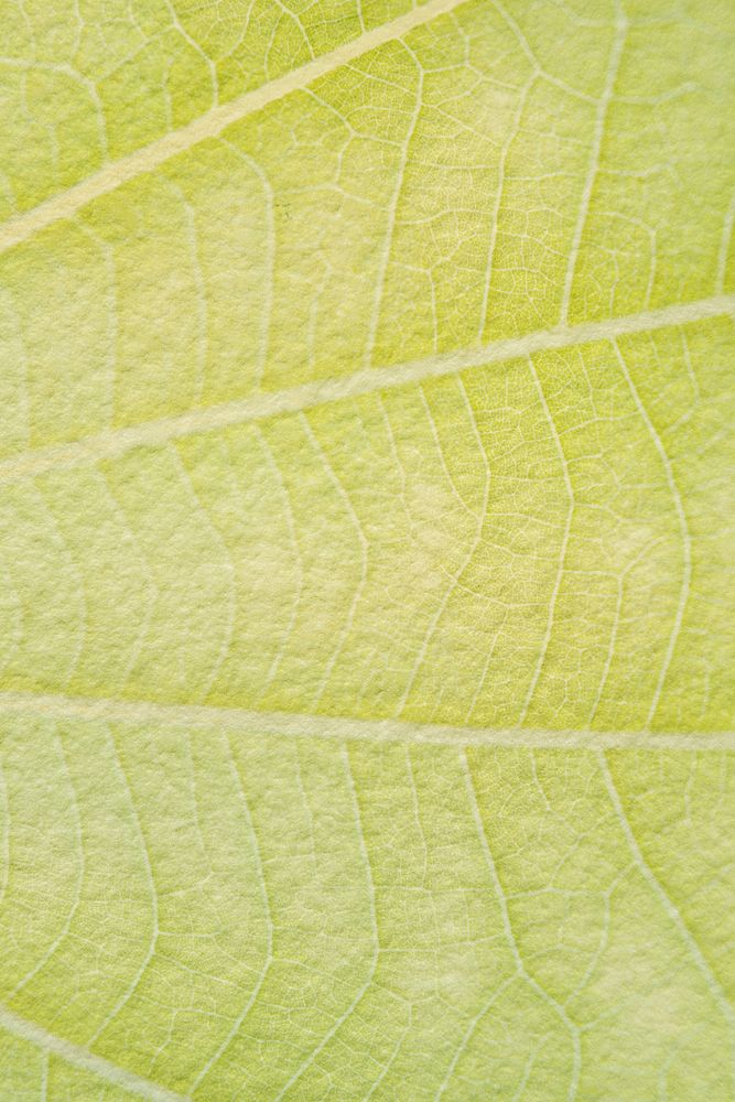 Yellow leaf macro shot background
