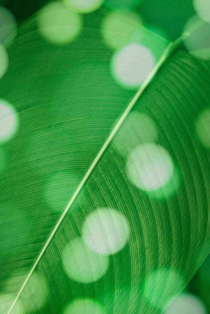 Bokeh on Calathea Lutea leaf macro shot background