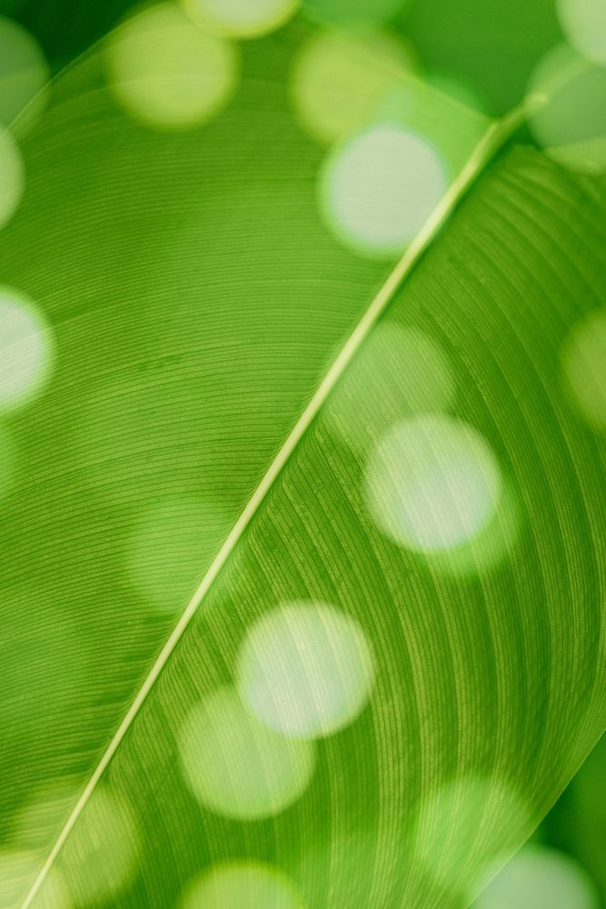 Bokeh on Calathea Lutea leaf macro shot background
