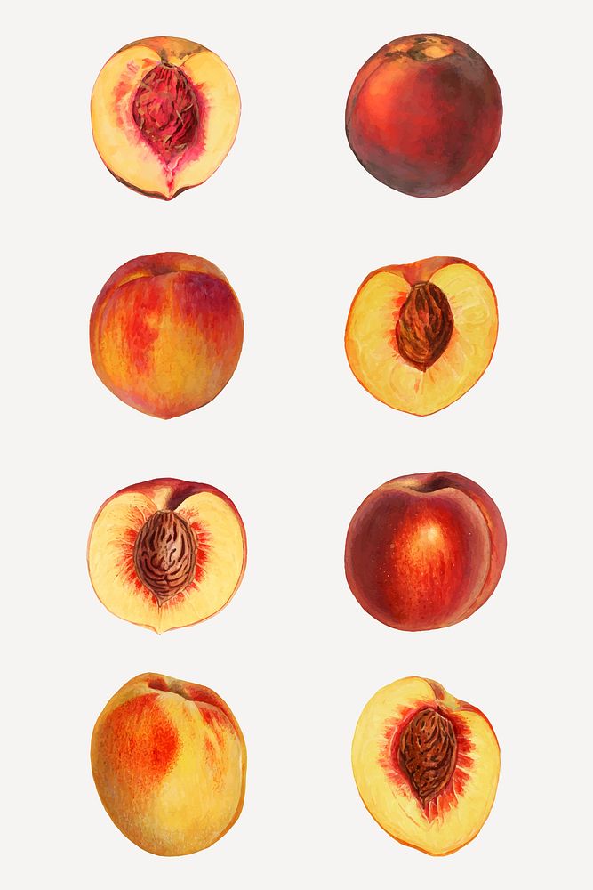 Hand drawn natural fresh peaches collection vector