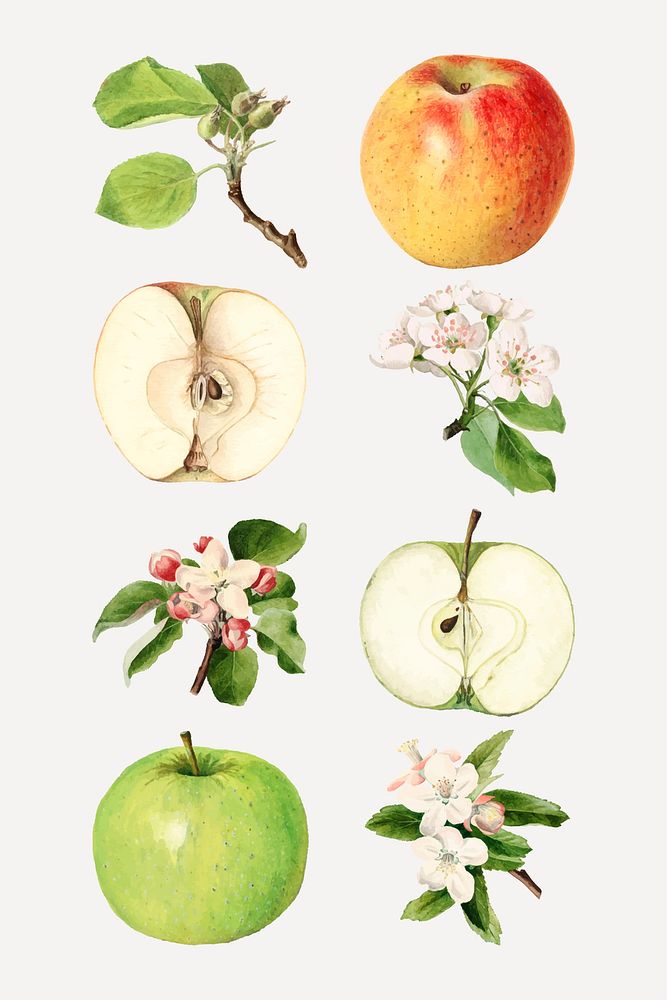 Hand drawn fresh apples vector