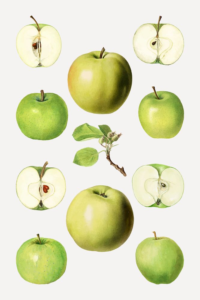 Hand drawn green apples vector