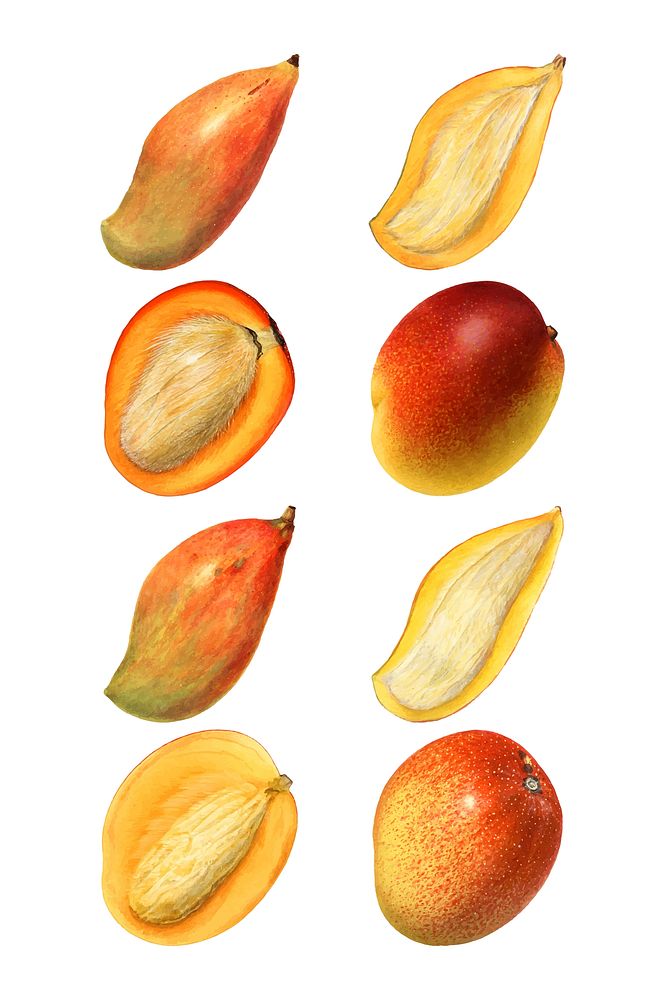 Hand drawn natural fresh mango set vector