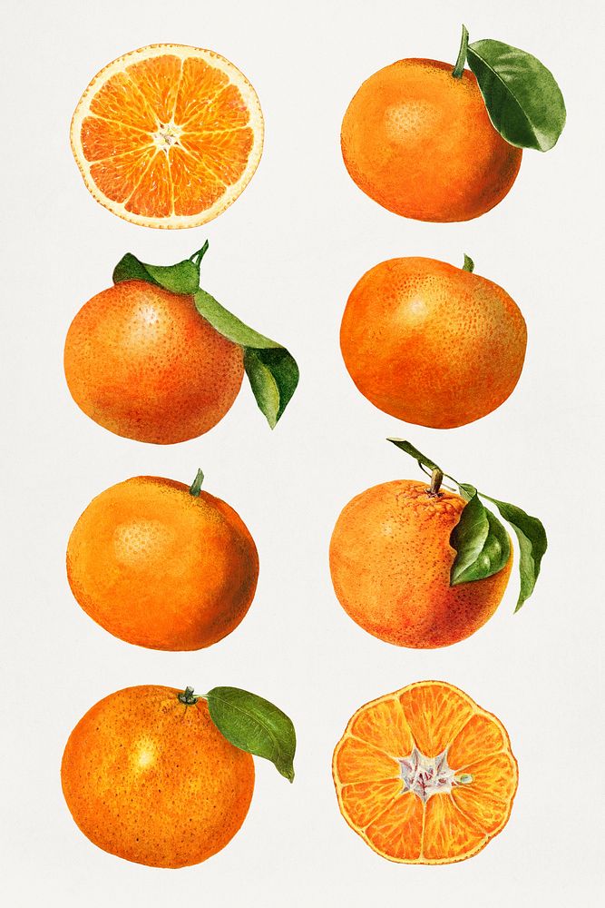 Detailed hand drawn fresh orange set
