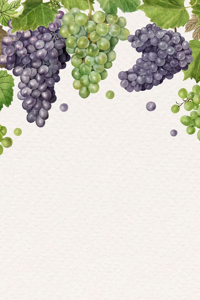 Hand drawn natural fresh grape frame vector