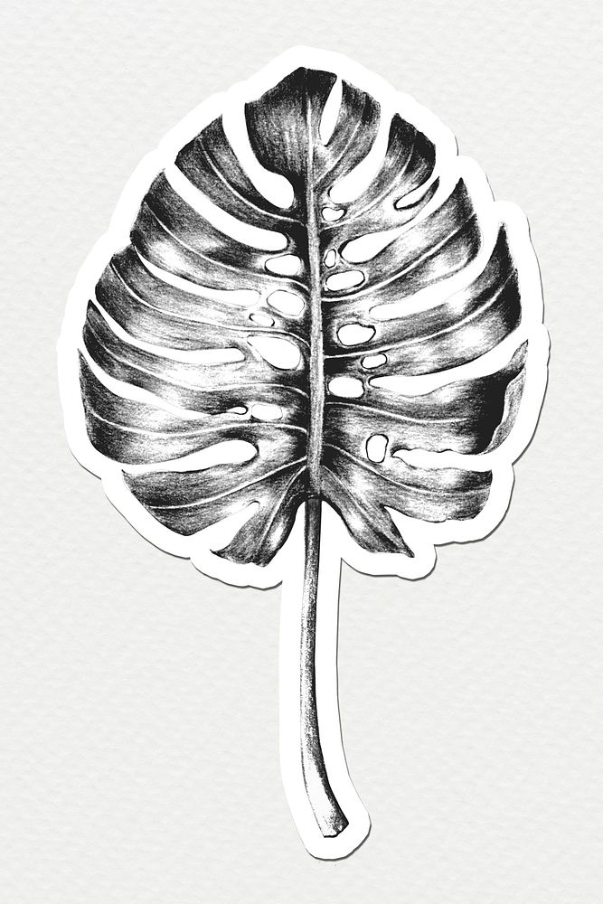Black and white hand colored monstera leaf sticker illustration with white border