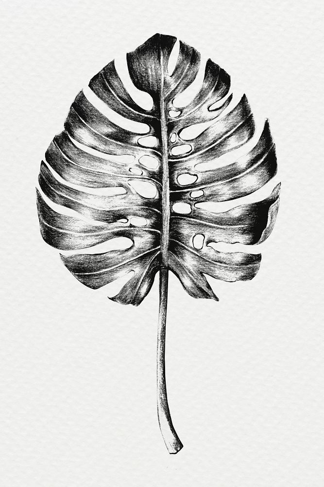 Black and white hand colored  monstera leaf illustration