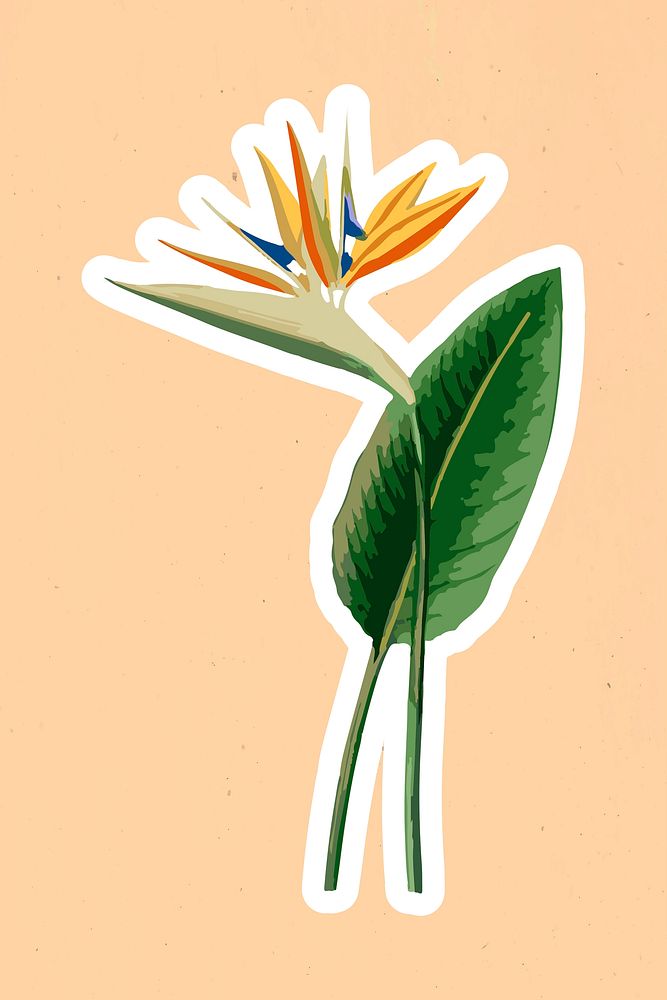 Vectorized bird of paradise sticker overlay with a white border design element