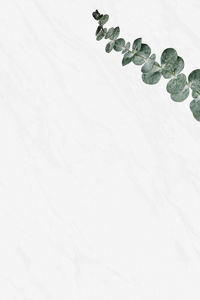 Eucalyptus leaf psd white marble background