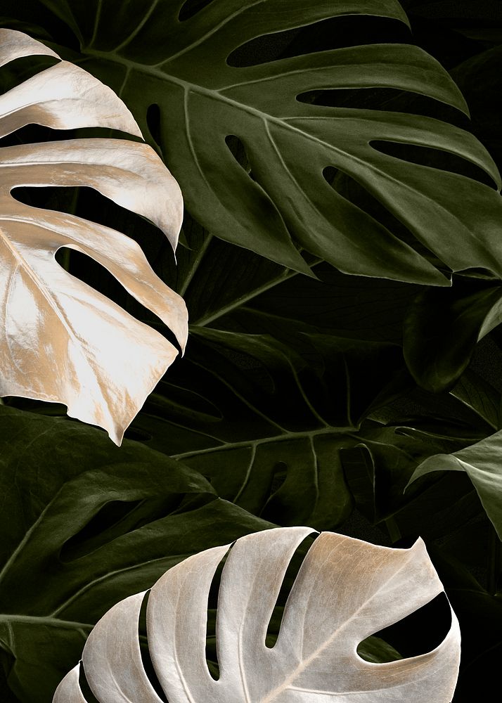 Monstera leaf luxury social media banner tropical jungle background