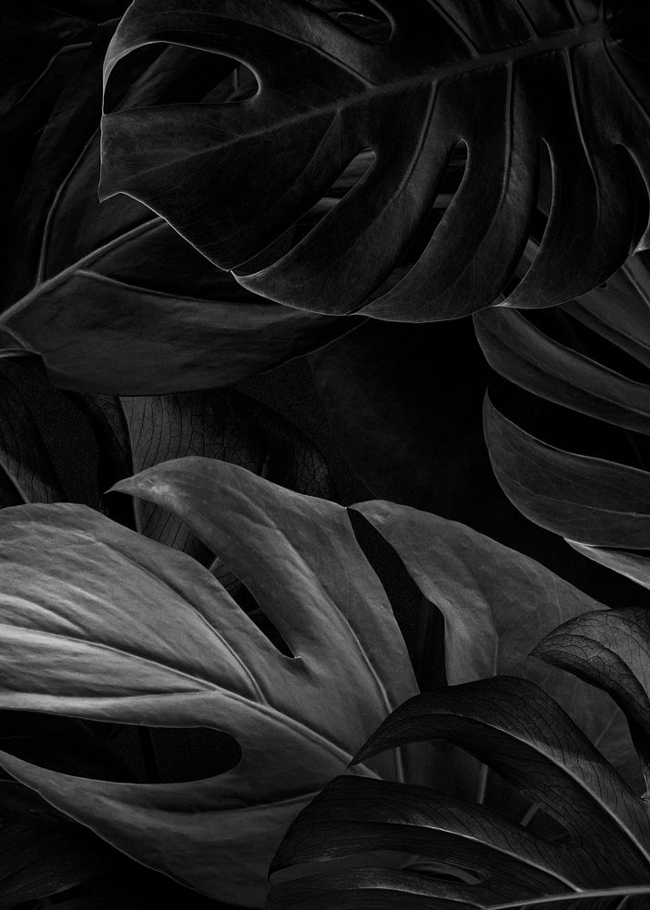 Monstera black leaves nature background wallpaper
