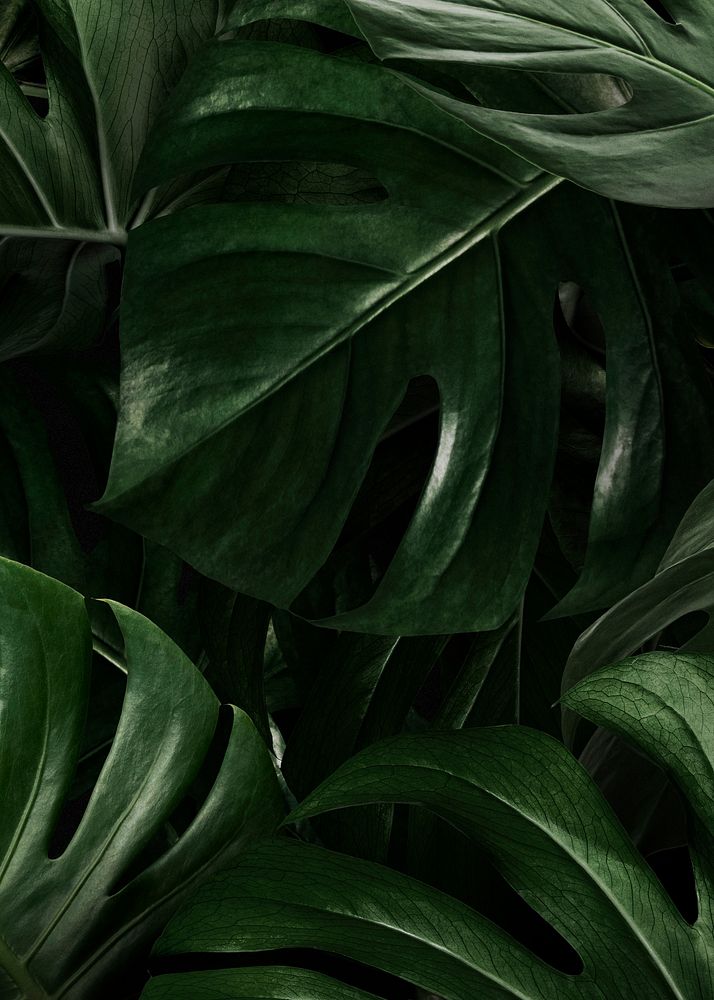 Green monstera leaves background wallpaper