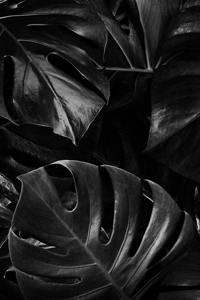 Monstera tropical leaves background wallpaper
