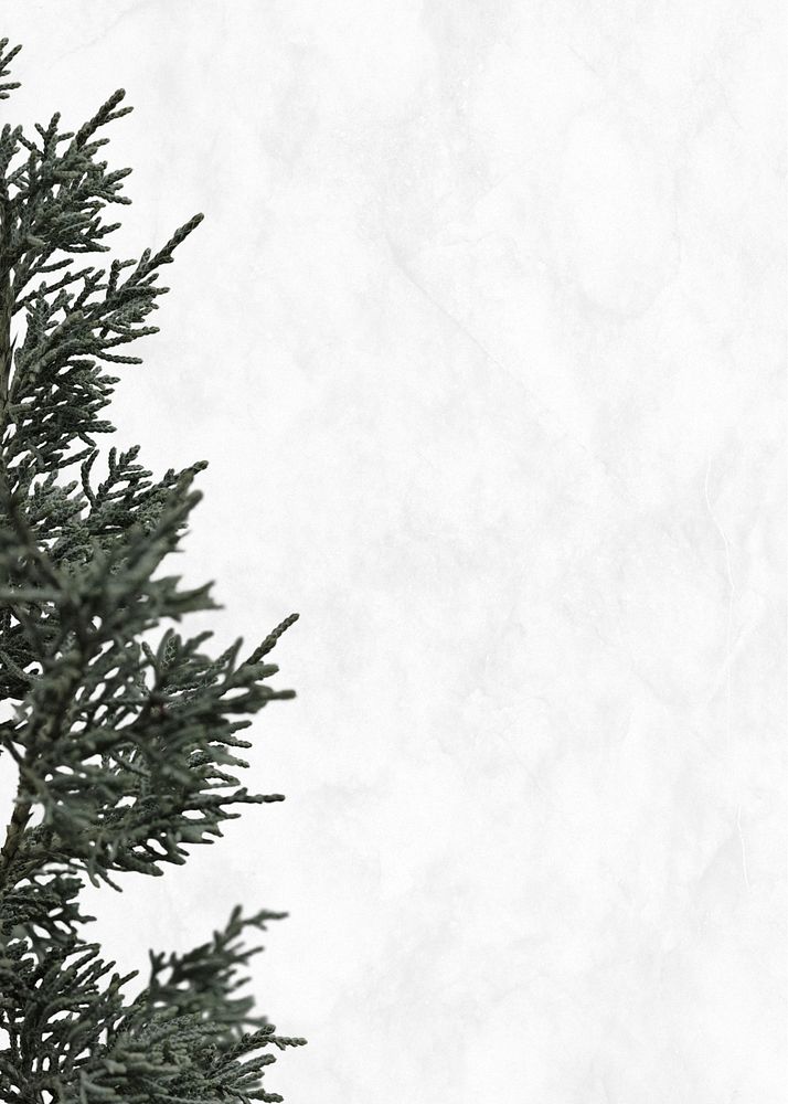 Christmas pine tree white background