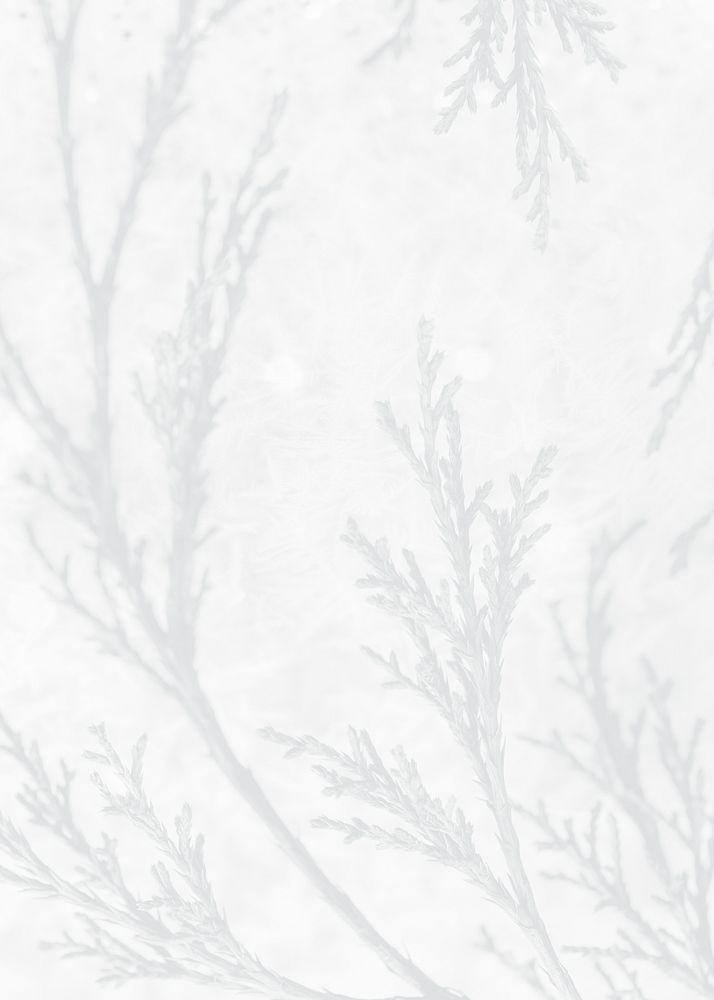 Spruce twig shadow white background