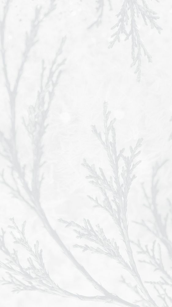 Spruce twig wintery phone wallpaper