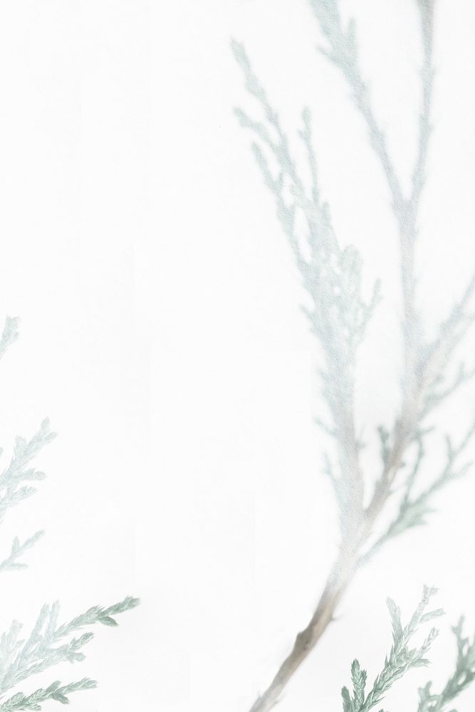 Misty spruce twigs winter background