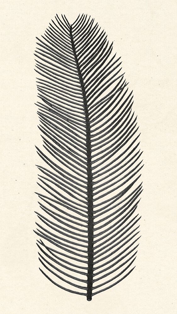 Psd black palm leaf vintage illustration sticker
