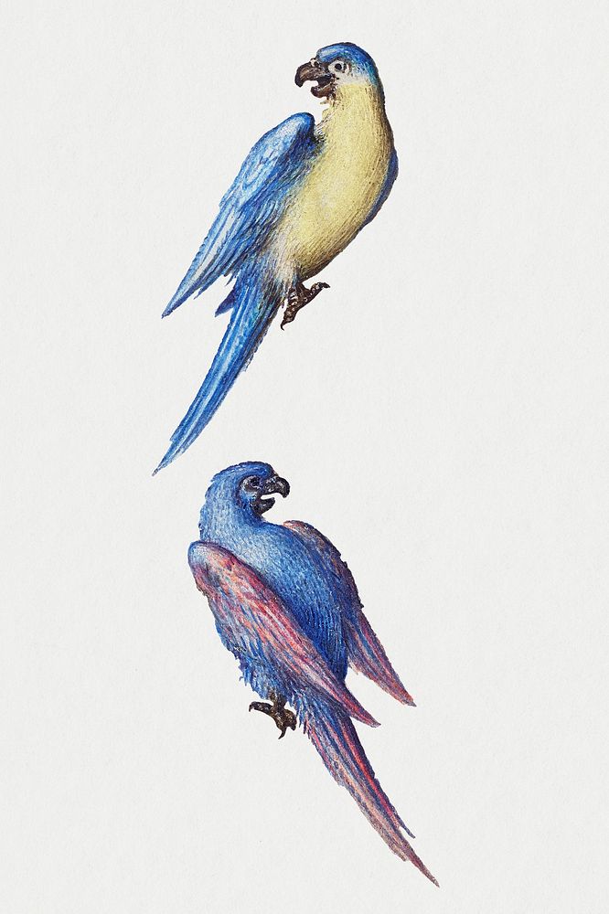 Hand drawn vintage psd parrot birds