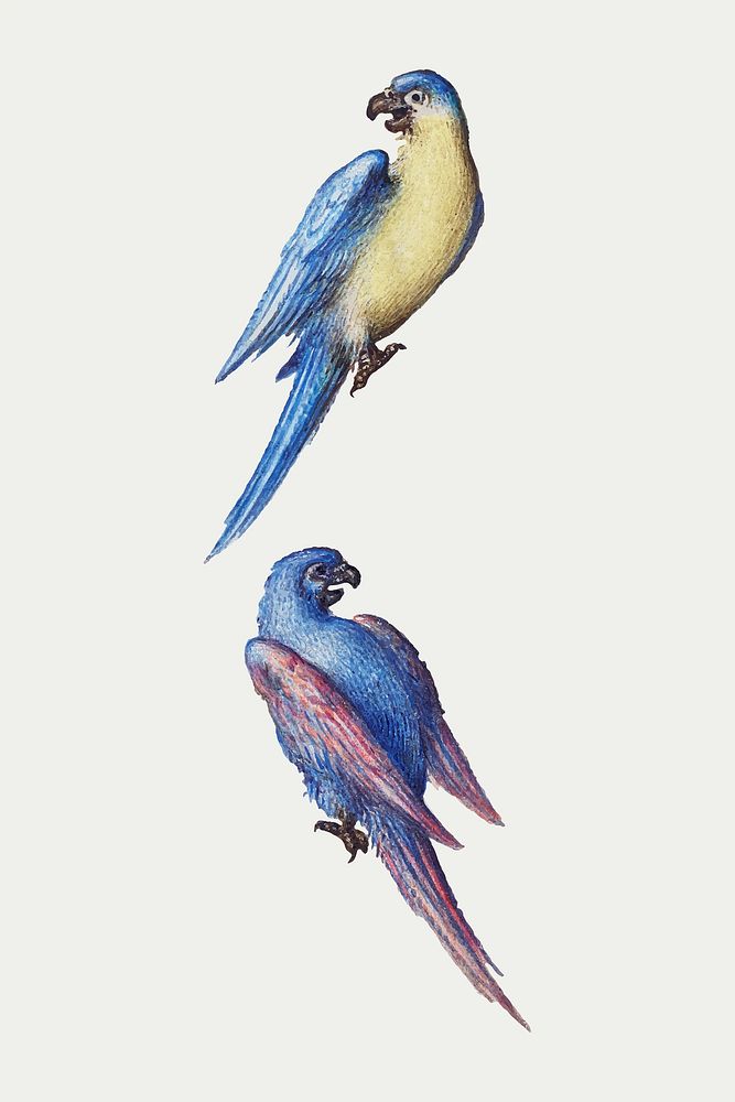 Hand drawn vintage vector parrot birds 