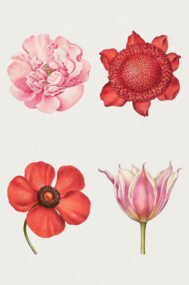 Vintage flowers blooming illustration psd set, remix from The Model Book of Calligraphy Joris Hoefnagel and Georg Bocskay