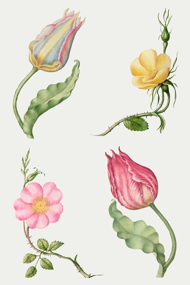 Vintage flowers vector illustration set, remix from The Model Book of Calligraphy Joris Hoefnagel and Georg Bocskay