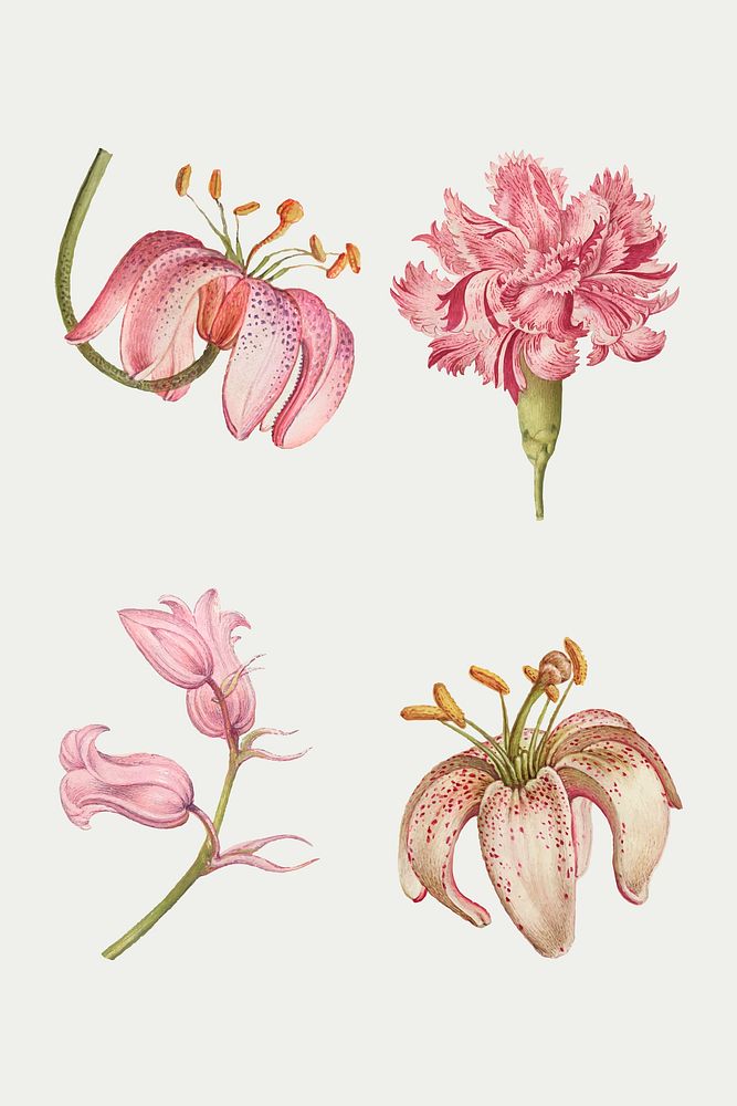 Blooming pink flowers vector hand drawn floral illustration set, remix from The Model Book of Calligraphy Joris Hoefnagel…