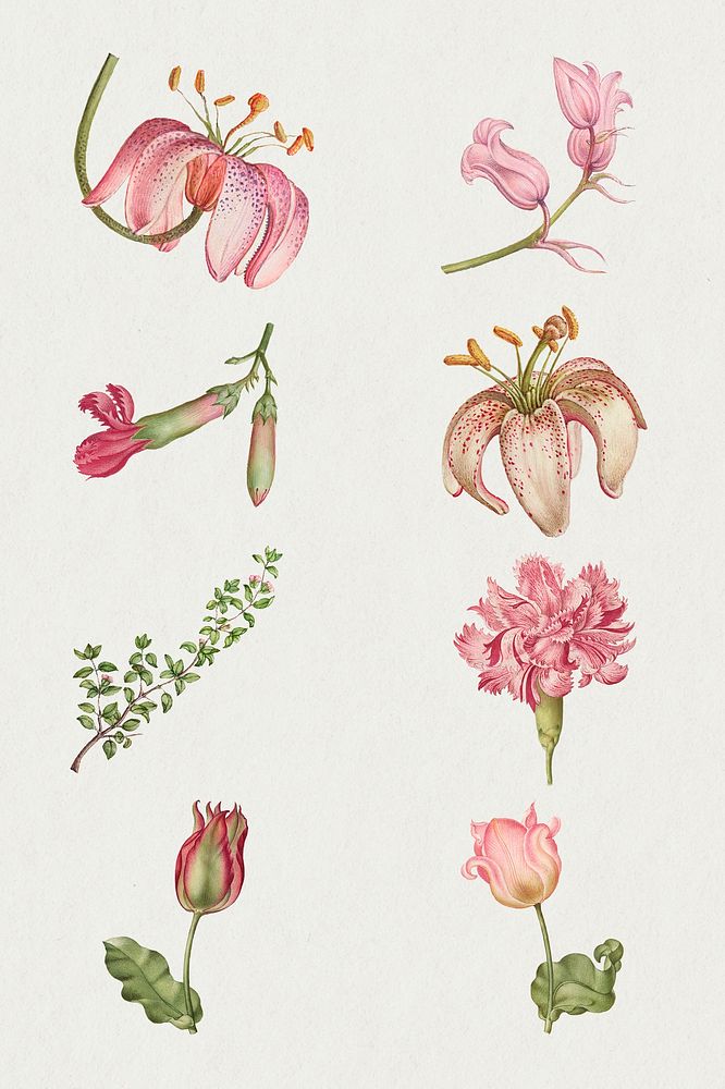 Vintage blooming pink flower psd illustration set, remix from The Model Book of Calligraphy Joris Hoefnagel and Georg Bocskay