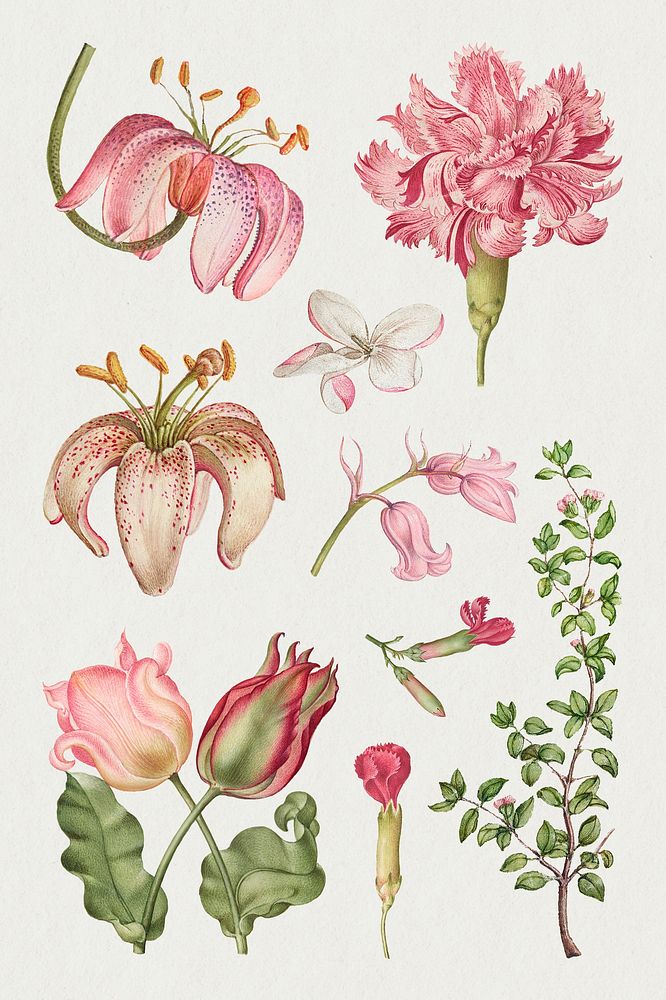Blooming pink flowers hand drawn floral illustration set, remix from The Model Book of Calligraphy Joris Hoefnagel and Georg…