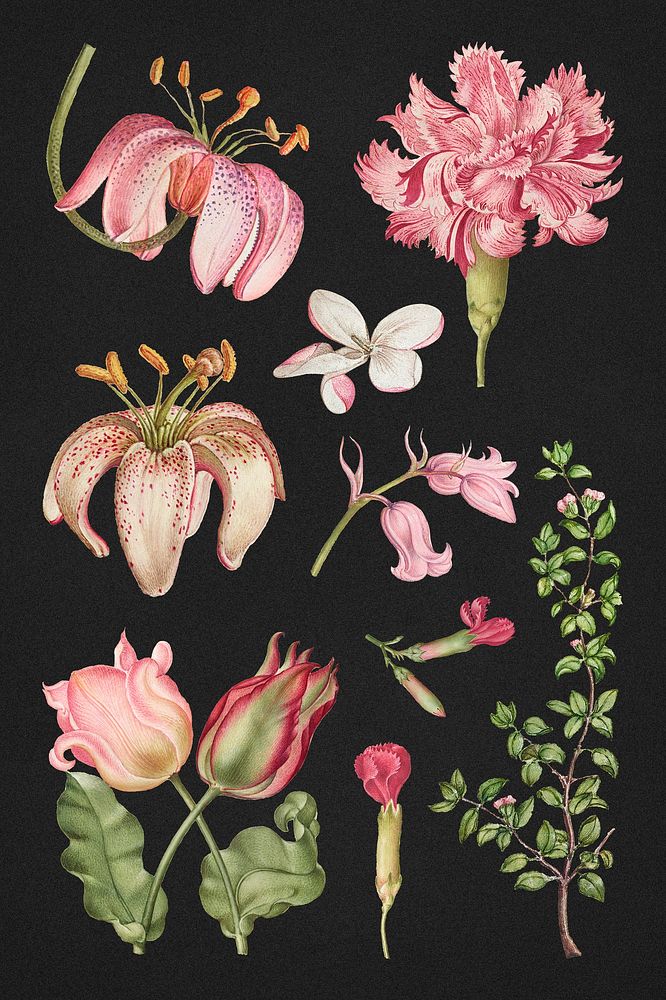 Vintage blooming pink flower psd illustration set, remix from The Model Book of Calligraphy Joris Hoefnagel and Georg Bocskay