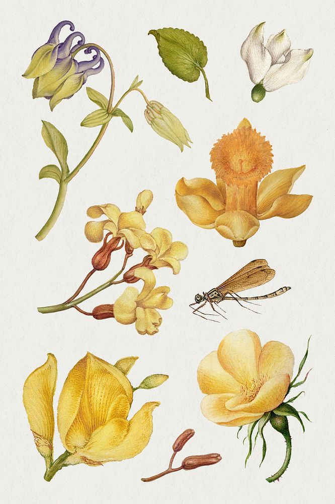 Botanical hand drawn psd vintage yellow flower set, remix from The Model Book of Calligraphy Joris Hoefnagel and Georg…