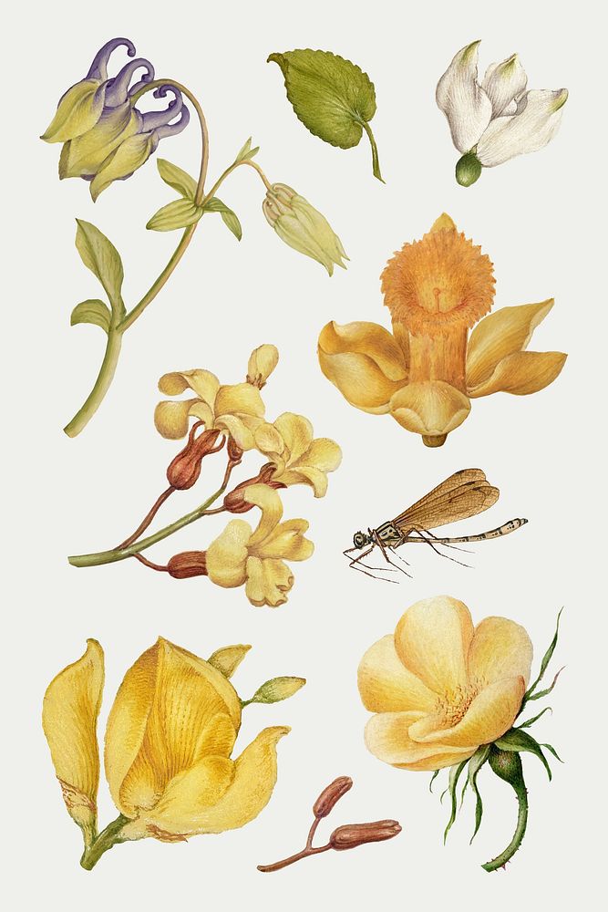 Botanical hand drawn vintage yellow flower vector set, remix from The Model Book of Calligraphy Joris Hoefnagel and Georg…