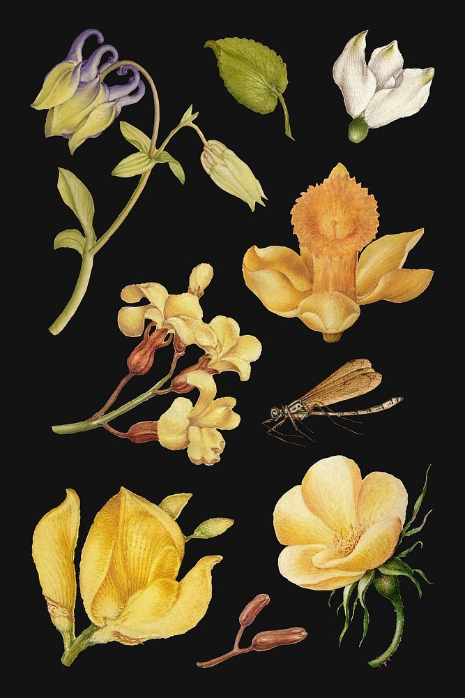Vintage flowers vector botanical illustration set, remix from The Model Book of Calligraphy Joris Hoefnagel and Georg Bocskay