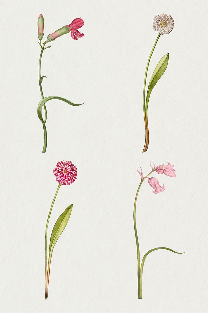 Pink flower psd botanical vintage illustration set, remix from The Model Book of Calligraphy Joris Hoefnagel and Georg…