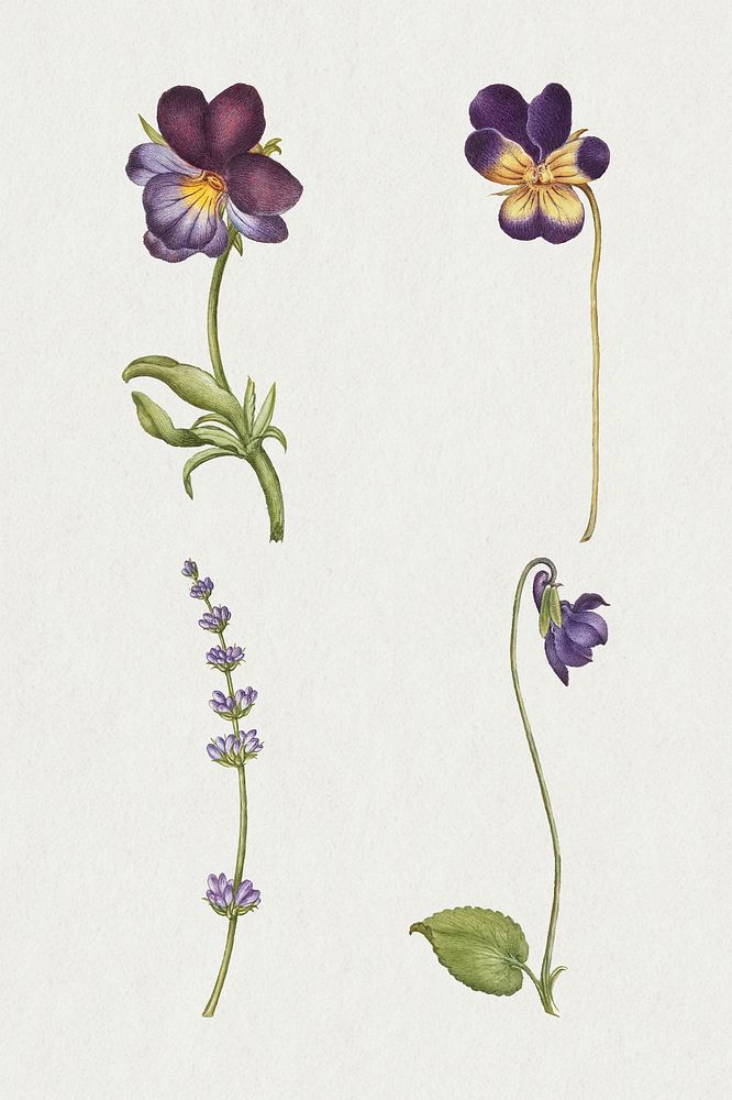 Purple flower psd flower botanical vintage illustration, remix from The Model Book of Calligraphy Joris Hoefnagel and Georg…