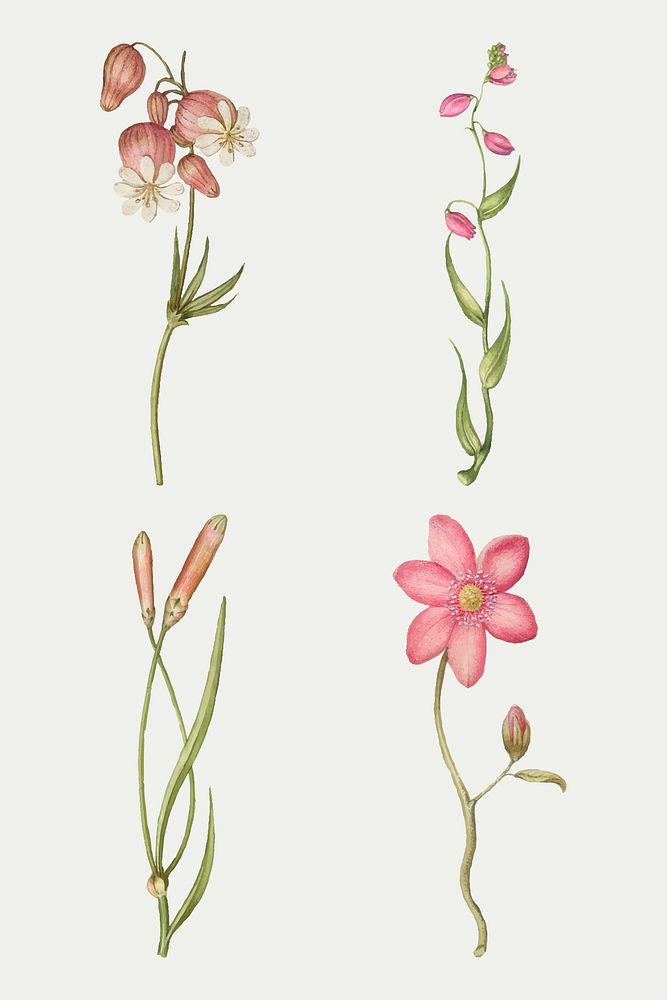 Pink flower blossom vector illustration hand drawn set, remix from The Model Book of Calligraphy Joris Hoefnagel and Georg…