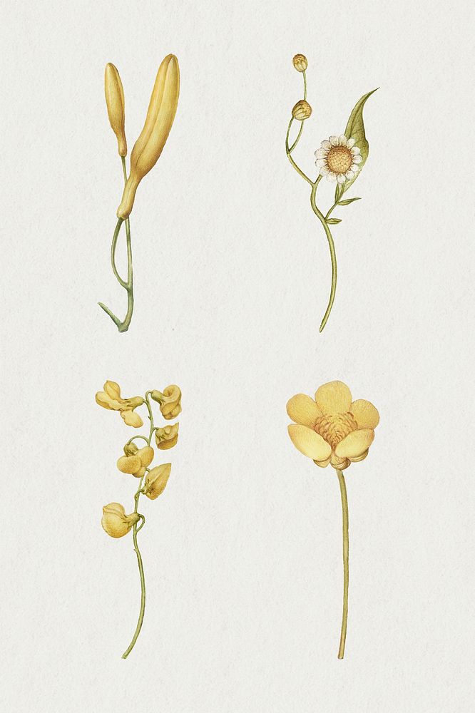 Yellow flower blossom psd illustration | Premium PSD - rawpixel