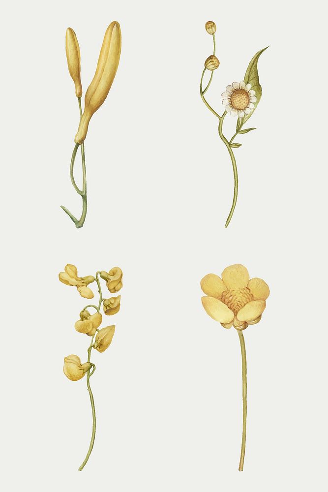 Yellow flower blossom vector illustration hand drawn set, remix from The Model Book of Calligraphy Joris Hoefnagel and Georg…
