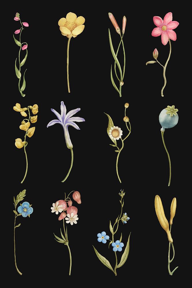 Colorful flower flourish divider vector design element set, remix from The Model Book of Calligraphy Joris Hoefnagel and…