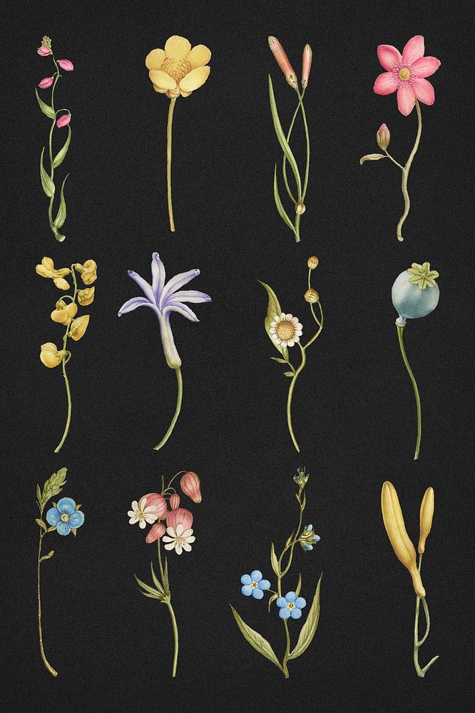 Colorful flower divider set, remix from The Model Book of Calligraphy Joris Hoefnagel and Georg Bocskay